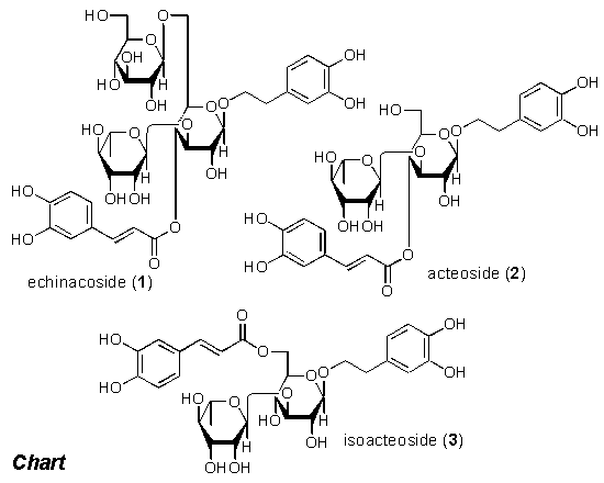 エキナコシドechinacoside、アクテオシドacteoside、イソアクテオシドisoacteoside